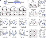 Gata-3 Antibody in Flow Cytometry (Flow)