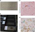 F4/80 Antibody in Immunohistochemistry (IHC)