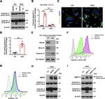 Galectin 3 Antibody in Flow Cytometry (Flow)