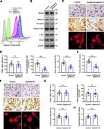 Galectin 3 Antibody in Flow Cytometry (Flow)