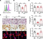 Galectin 3 Antibody in Flow Cytometry (Flow)