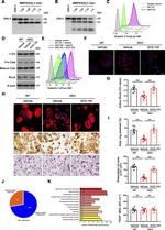Galectin 3 Antibody in Flow Cytometry (Flow)