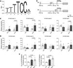 NFATC2 Antibody in ChIP Assay (ChIP)