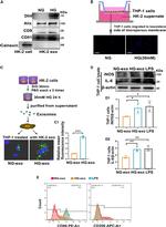 CD206 (MMR) Antibody in Flow Cytometry (Flow)