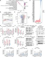 IL-8 (CXCL8) Antibody in Western Blot (WB)