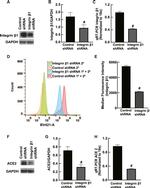 ACE2 Antibody in Western Blot (WB)