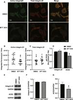 ACE2 Antibody in Western Blot (WB)