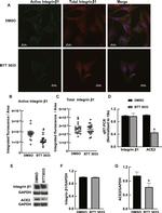 ACE2 Antibody in Western Blot (WB)