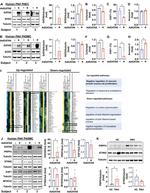 EAF1 Antibody in Western Blot (WB)