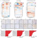 MCP-1 Antibody in Immunohistochemistry (Paraffin) (IHC (P))