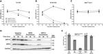 SRP14 Antibody in Western Blot (WB)