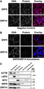 SRP14 Antibody in Western Blot (WB)