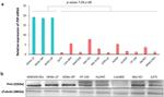 Pirin Antibody in Western Blot (WB)