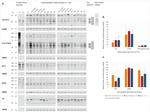 GAPDH Antibody in Western Blot (WB)