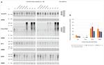 GAPDH Antibody in Western Blot (WB)
