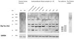 GAPDH Antibody in Western Blot (WB)