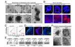 CD326 (EpCAM) Antibody in Flow Cytometry (Flow)