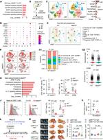 Granzyme B Antibody in Flow Cytometry (Flow)