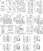 Granzyme B Antibody in Flow Cytometry (Flow)