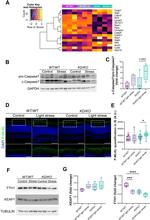 Caspase 7 p11 Antibody in Western Blot (WB)