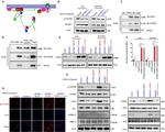 FNDC1 Antibody in Western Blot (WB)