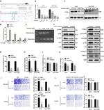 FNDC1 Antibody in Western Blot (WB)