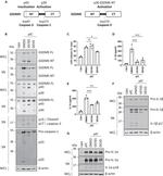 IL-1 alpha Antibody in Western Blot (WB)