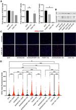 PARP1 Antibody in Western Blot (WB)