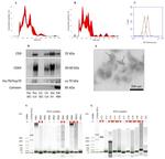 CD9 Antibody in Western Blot (WB)