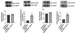 Phospho-PYK2 (Tyr579, Tyr580) Antibody in Western Blot (WB)
