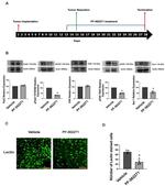 Phospho-PYK2 (Tyr579, Tyr580) Antibody in Western Blot (WB)