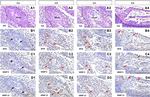 MMP9 Antibody in Immunohistochemistry (Paraffin) (IHC (P))