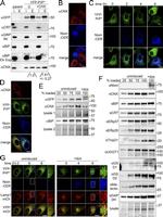GFP Antibody in Western Blot (WB)