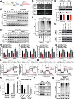 CBX7 Antibody in ChIP Assay (ChIP)