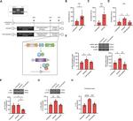 NFkB p65 Antibody in Western Blot (WB)