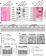 CCR2 Antibody in Western Blot (WB)