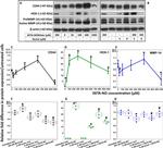 MMP14 Antibody in Western Blot (WB)