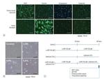 Synaptophysin Antibody in Immunocytochemistry (ICC/IF)
