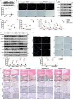 NLRX1 Antibody in Western Blot (WB)