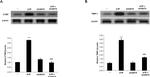 TIMP1 Antibody in Western Blot (WB)