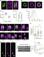 CCDC15 Antibody in Western Blot (WB)