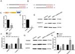 Caspase 3 Antibody in Western Blot (WB)
