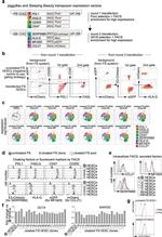 SERPINB9 Antibody in Flow Cytometry (Flow)