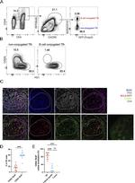 CD62L (L-Selectin) Antibody in Flow Cytometry (Flow)