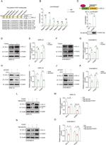 FOXD1 Antibody in ChIP Assay (ChIP)
