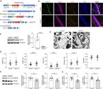 SNAP25 Antibody in Western Blot (WB)