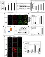 SP1 Antibody in ChIP Assay (ChIP)
