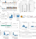 PRPF39 Antibody in Western Blot (WB)