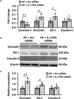 Claudin 5 Antibody in Western Blot (WB)