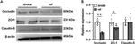 Claudin 5 Antibody in Western Blot (WB)